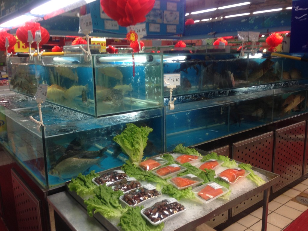 Fish tanks at The Wu